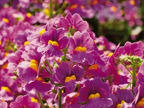 Foto de variedad de flores para ser usadas como: Maceta y planta de temporada Nemesia Sunsatia™ Ciruela