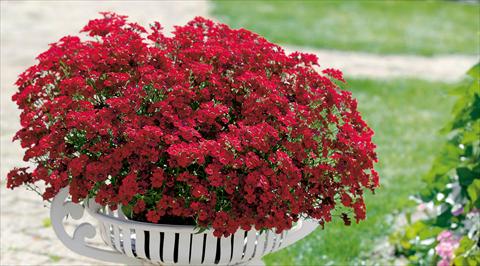 Foto de variedad de flores para ser usadas como: Maceta y planta de temporada Nemesia Sunsatia™ Granada