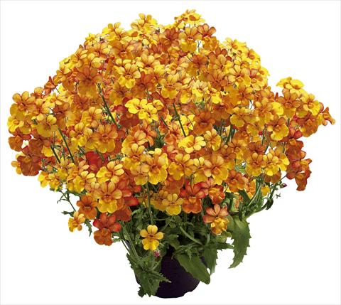Foto de variedad de flores para ser usadas como: Patio, Maceta Nemesia Sunsatia™ Kumquat