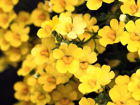 Foto de variedad de flores para ser usadas como: Maceta y planta de temporada Nemesia Sunsatia™ Pomelo