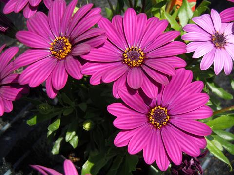 Foto de variedad de flores para ser usadas como: Maceta o Tarrina de colgar Osteospermum Springstar™ Magenta