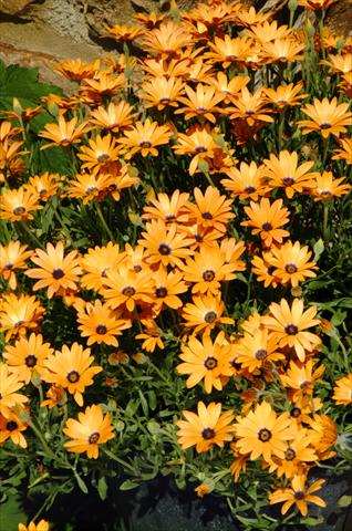 Foto de variedad de flores para ser usadas como: Maceta o Tarrina de colgar Osteospermum Symphony Orange