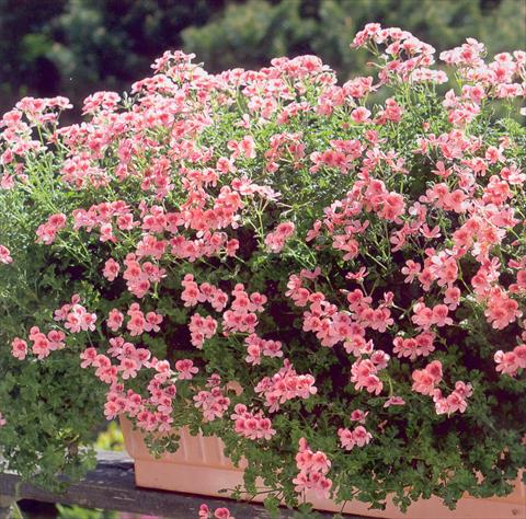Foto de variedad de flores para ser usadas como: Patio, planta de temporada Pelargonium crispum pac® Angeleyes® Orange
