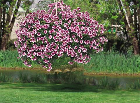 Foto de variedad de flores para ser usadas como: Patio, planta de temporada Pelargonium crispum pac® Angeleyes® Randy