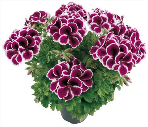 Foto de variedad de flores para ser usadas como: Maceta Pelargonium grandiflorum Compact Moritz Top