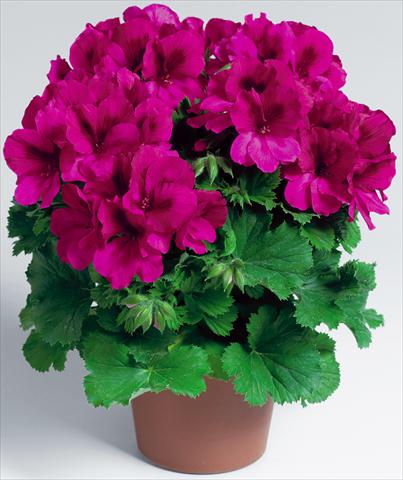 Foto de variedad de flores para ser usadas como: Maceta Pelargonium grandiflorum Compact pac® Aristo® Burgundy