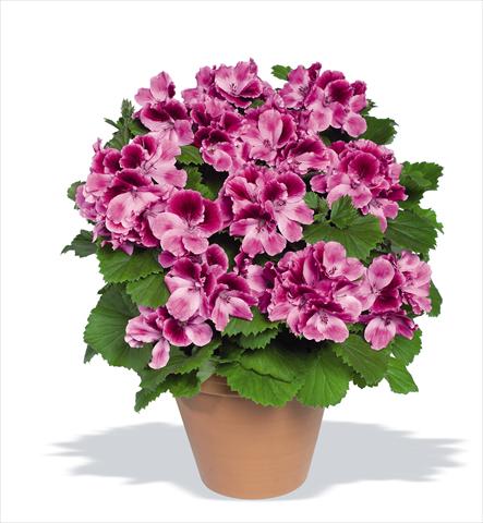 Foto de variedad de flores para ser usadas como: Maceta Pelargonium grandiflorum Compact pac® Aristo® Candy
