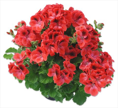 Foto de variedad de flores para ser usadas como: Maceta Pelargonium grandiflorum Compact pac® Aristo® Claret