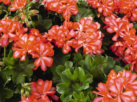 Foto de variedad de flores para ser usadas como: Patio, Maceta Pelargonium peltatum Compact Gen® Lollipop Mandarin