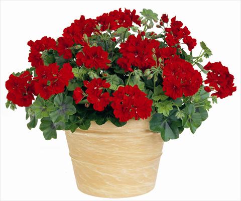 Foto de variedad de flores para ser usadas como: Patio, Maceta Pelargonium peltatum Power Gen® Boneta