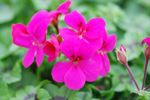 Foto de variedad de flores para ser usadas como: Patio, planta de temporada Pelargonium peltatum Power Gen® Rainbow Neon