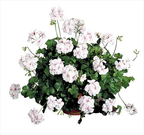 Foto de variedad de flores para ser usadas como: Patio, Maceta Pelargonium peltatum Power Gen® Santa Cristina