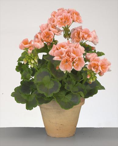 Foto de variedad de flores para ser usadas como: Maceta o Tarrina de colgar Pelargonium zonale Compact Gen® Rosario