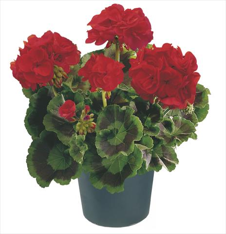 Foto de variedad de flores para ser usadas como: Patio, Maceta Pelargonium zonale Compact Leonardo Top
