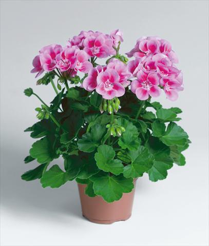 Foto de variedad de flores para ser usadas como: Patio, Maceta Pelargonium zonale Compact pac® Flower Fairy® Rose