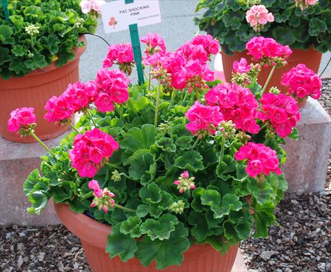 Foto de variedad de flores para ser usadas como: Patio, Maceta Pelargonium zonale Compact pac® Shocking Pink