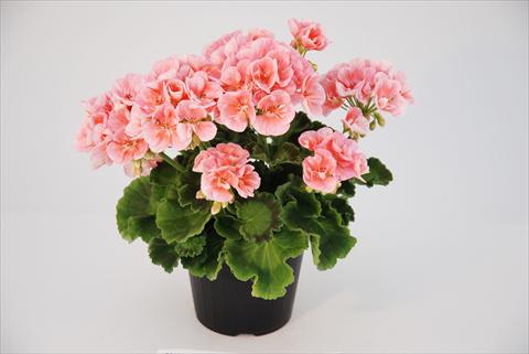 Foto de variedad de flores para ser usadas como: Patio, Maceta Pelargonium zonale Compact Rosino Top