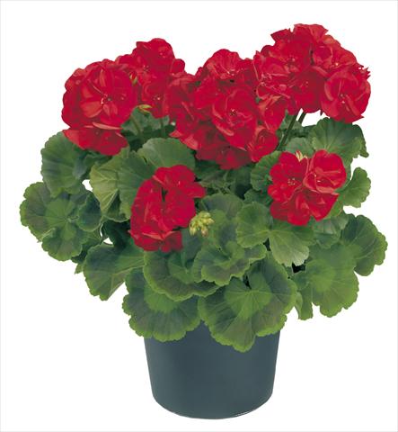 Foto de variedad de flores para ser usadas como: Maceta o Tarrina de colgar Pelargonium zonale Power Amerigo Top