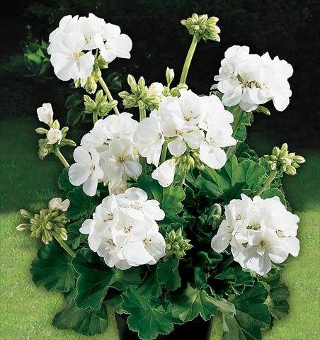 Foto de variedad de flores para ser usadas como: Maceta o Tarrina de colgar Pelargonium zonale Power Gen® Astra