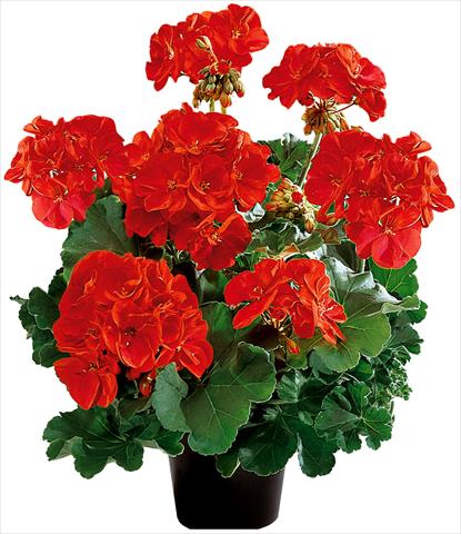 Foto de variedad de flores para ser usadas como: Maceta o Tarrina de colgar Pelargonium zonale Power Gen® Belmonte Red