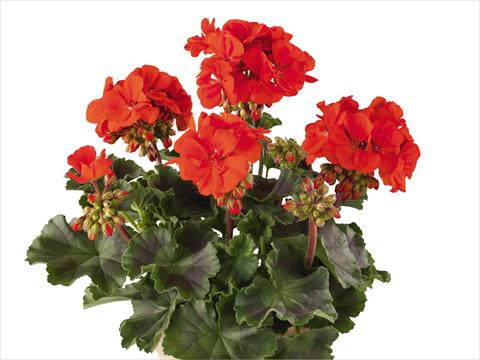 Foto de variedad de flores para ser usadas como: Maceta o Tarrina de colgar Pelargonium zonale Power Gen® Belmonte Scarlet