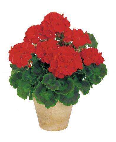 Foto de variedad de flores para ser usadas como: Maceta o Tarrina de colgar Pelargonium zonale Power Gen® Carmen