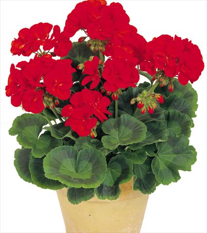 Foto de variedad de flores para ser usadas como: Maceta o Tarrina de colgar Pelargonium zonale Power Gen® Toro