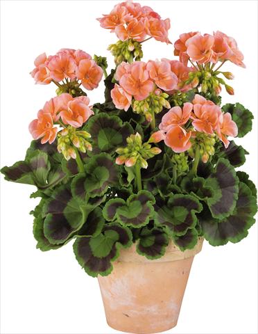 Foto de variedad de flores para ser usadas como: Maceta o Tarrina de colgar Pelargonium zonale Power Gen® Trend Salmon
