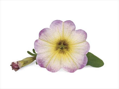 Foto de variedad de flores para ser usadas como: Patio, Maceta Petunia x Calibrachoa Supercal Vanilla Blush