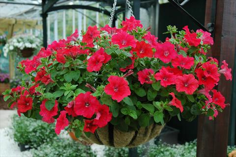 Foto de variedad de flores para ser usadas como: Maceta, patio, Tarrina de colgar Petunia Chilli Red