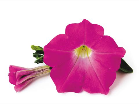 Foto de variedad de flores para ser usadas como: Patio, Maceta Petunia Conchita™ Pink Kiss
