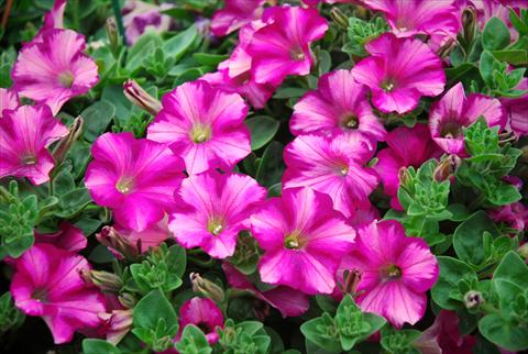 Foto de variedad de flores para ser usadas como: Patio, Maceta Petunia Supertunia™ Raspberry Blast