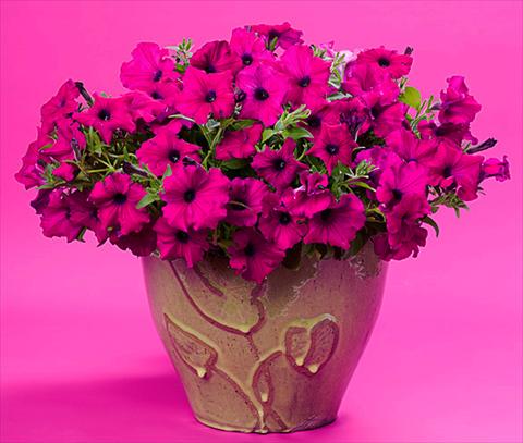 Foto de variedad de flores para ser usadas como: Patio, Maceta Petunia Supertunia™ Royal Magenta