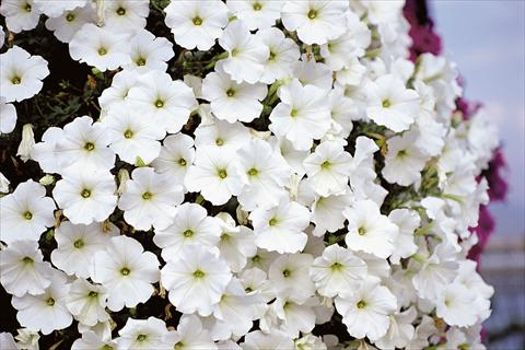 Foto de variedad de flores para ser usadas como: Patio, Maceta Petunia Supertunia™ White