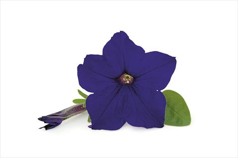 Foto de variedad de flores para ser usadas como: Patio, Maceta Petunia Veranda Dark Blue