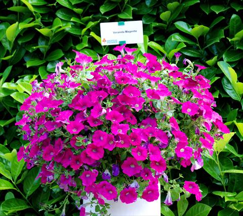 Foto de variedad de flores para ser usadas como: Patio, Maceta Petunia Veranda Magenta