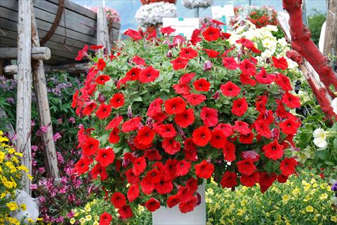 Foto de variedad de flores para ser usadas como: Patio, Maceta Petunia Veranda Scarlet