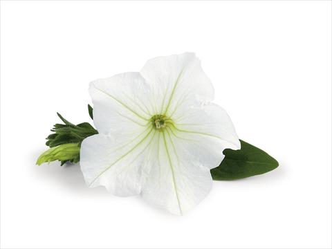 Foto de variedad de flores para ser usadas como: Patio, Maceta Petunia Veranda White