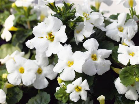 Foto de variedad de flores para ser usadas como: Patio, Maceta Sutera Suteranova Big White