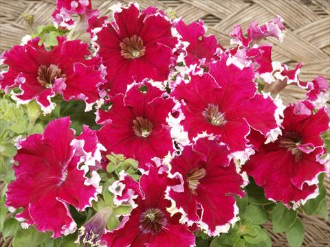 Foto de variedad de flores para ser usadas como: Maceta, planta de temporada, patio Petunia x hybrida Can Can Red Picotee