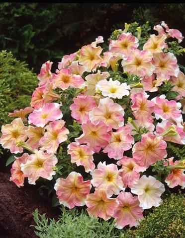 Foto de variedad de flores para ser usadas como: Maceta, planta de temporada, patio Petunia Dolce Flambé