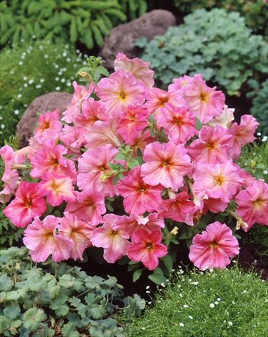 Foto de variedad de flores para ser usadas como: Maceta, planta de temporada, patio Petunia Dolce Fragolino