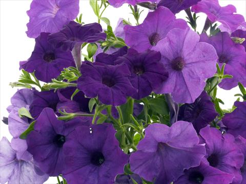 Foto de variedad de flores para ser usadas como: Maceta, planta de temporada, patio Petunia x hybrida Nuvolari Blue