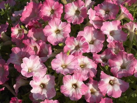 Foto de variedad de flores para ser usadas como: Maceta, planta de temporada, patio Petunia x hybrida Nuvolari Dusty Pink