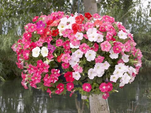 Foto de variedad de flores para ser usadas como: Maceta, planta de temporada, patio Petunia x hybrida Nuvolari Mix