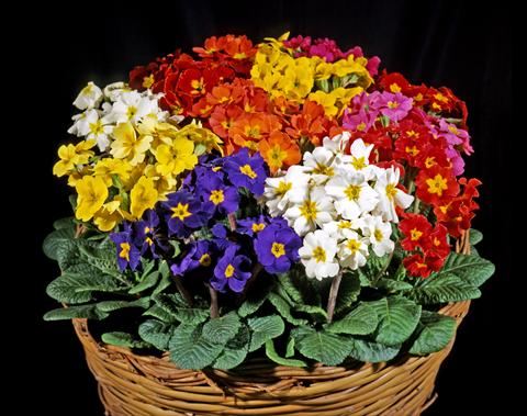 Foto de variedad de flores para ser usadas como: Maceta y planta de temporada Primula polyanthus Garden Beauty Mix