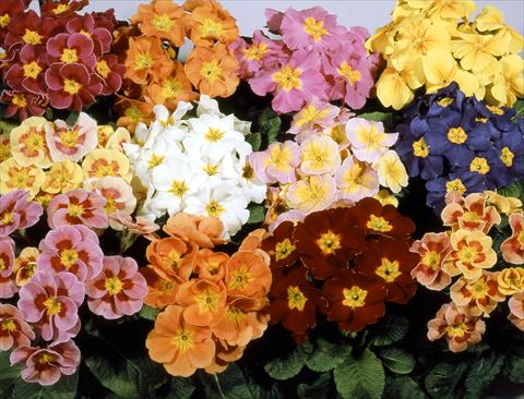 Foto de variedad de flores para ser usadas como: Maceta y planta de temporada Primula polyanthus Pacific Strain Mix