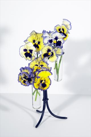 Foto de variedad de flores para ser usadas como: Maceta y planta de temporada Viola wittrockiana Aurora