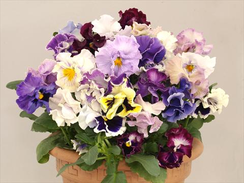 Foto de variedad de flores para ser usadas como: Maceta y planta de temporada Viola wittrockiana Baciata Mix