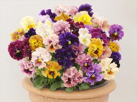 Foto de variedad de flores para ser usadas como: Maceta y planta de temporada Viola wittrockiana Ballerina Mix